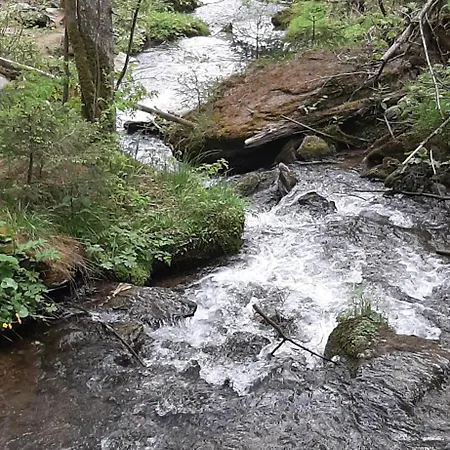 Fruhstuckspension Bischof I D Wiesen *